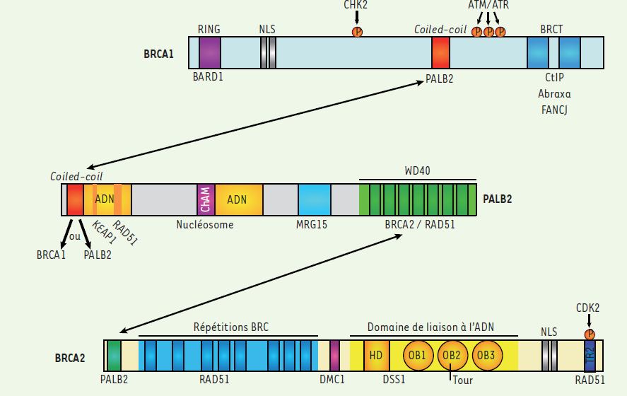 BRCA1-PALB2-BRCA2 Interaction C-τελικό άκρο της πρωτεΐνης PALB2 προσκολλάται στο Ν-τελικό άκρο της πρωτεΐνης BRCA2 (Xia et al.