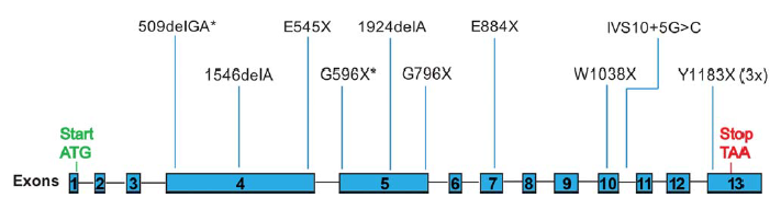 Είδος και συχνότητα PALB2 μεταλλάξεων Παθογνωμικές μεταλλάξεις σε όλη την έκταση του γονιδίου: Αλλαγής πλαισίου ανάγνωσης Εισαγωγή κωδικονίου τερματισμού (ακόμη και 3 αμινοξέα πριν το C- τελικό άκρο,
