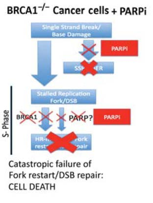 Πρώτες δοκιμές με PARP αναστολείς Οι αναστολείς είναι ανάλογα νικοτιναμιδίου: - Iniparib (BSI-201,4-iodo-3-nitrobenzamide, BiPar Sciences) το πρώτο σε κλινική φάση ΙΙΙ με mtnbc ασθενείς O Shaugnessy