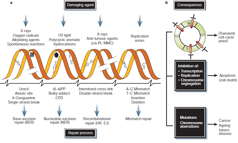 DNA Repair (XP genes etc) Εκτομή βάσεων / νουκλεοτιδίων GG-NER & TCR Αταίριαστα ζεύγη (HNPCC MLH1, MSH2 etc) 178