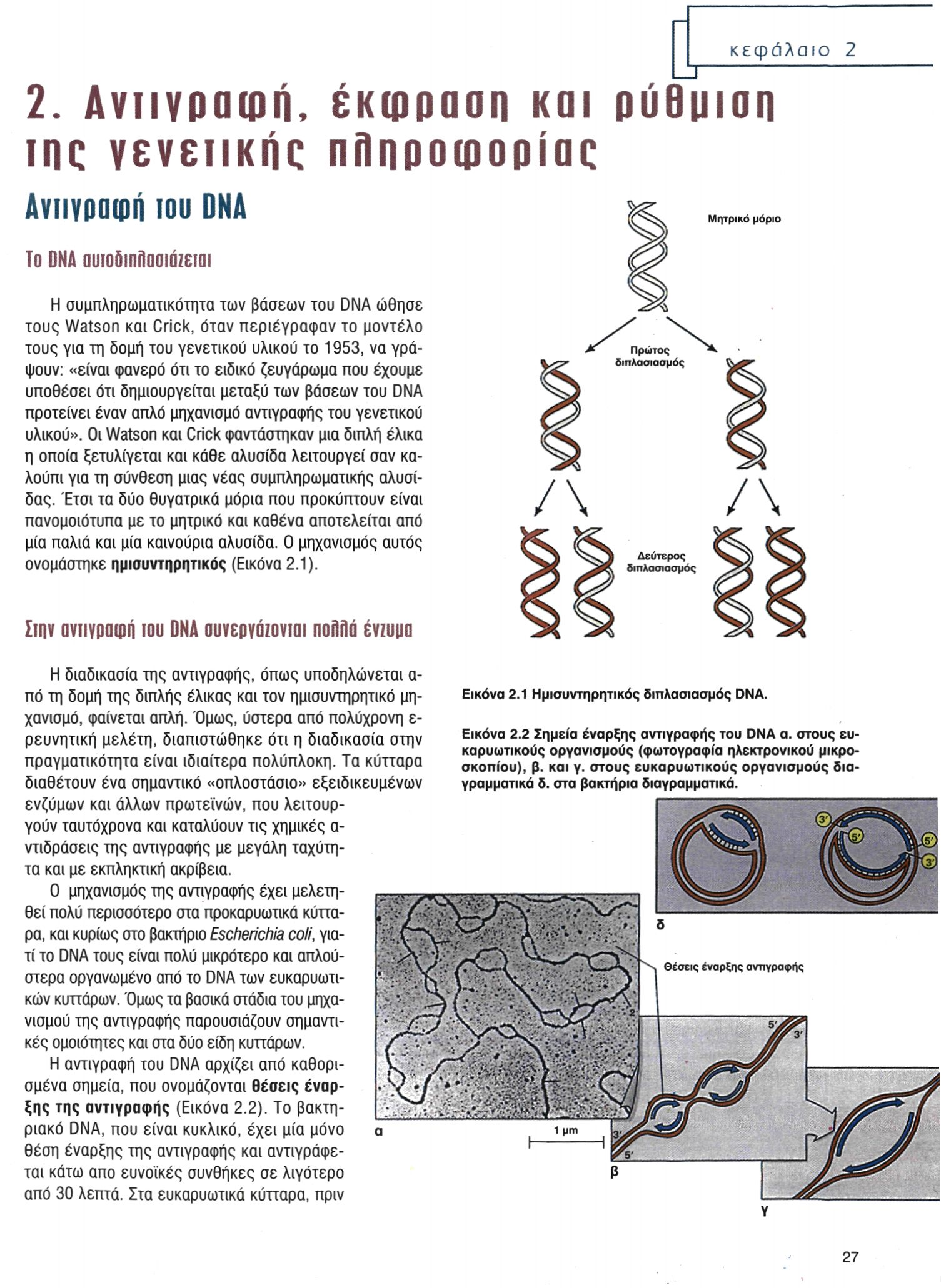2. Αντιγραφή, έκφραση και ρύθμιση της γενετικής πληροφορίας Αντιγραφή του DNA To DNA αυτοδιπλασιάζεται Η συμπληρωματικότητα των βάσεων του DNA ώθησε τους Watson και Crick, όταν περιέγραψαν το μοντέλο