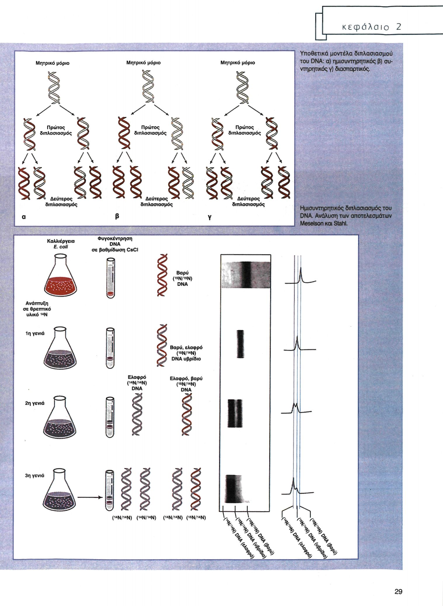 Υποθετικά μοντέλα διπλασιασμού του DNA: α) ημισυντηρητικός β) συντηρητικός γ)