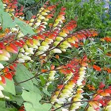 (Quamoclit lobata ή Ipomoea lobata-convolvulaceae) ΓΕΝΙΚΑ: Κατάγεται από την κεντρική και νότια Αμερική. Είναι ένας ετήσιος χαμηλός θάμνος με αραιά κτενόμορφα, κατ εναλλαγή πράσινα φύλλα.