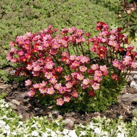 Σαξιφράγκα (Saxifraga x arendsii-saxifragaceae) ΓΕΝΙΚΑ: Κατάγεται από την Ιαπωνία και τη Κίνα.