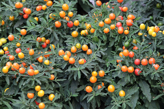 Σολάνουμ (Solanum pseudocapsicum-solanaceae) ΓΕΝΙΚΑ: Κατάγεται από τη Μαδέρα. Είναι ένα θαμνώδες, πολυετές και αρκετά ανθεκτικό φυτό. Τα φύλλα του είναι λογχοειδή και ελαφρώς κυματιστά.