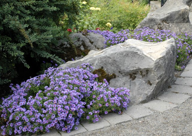 Άστερ (Aster dumosus - Asteraceae) ΓΕΝΙΚΑ: Κατάγεται από τον ανατολικό Καναδά. Είναι φυτό μέσου ύψους πολυετές και ημιθαμνώδες. Περιλαμβάνει τόσο αειθαλή όσο και φυλλοβόλα φυτικά είδη.