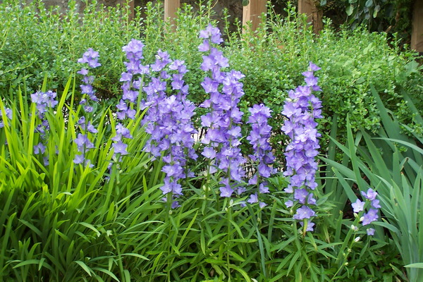 Καμπανούλα (Campanula persicifolia Campanulaceae) ΓΕΝΙΚΑ: Κατάγεται από την Δυτική Ασία και την Ευρώπη. Είναι πόα ετήσια ή πολυετής με λείο και λεπτό βλαστό.