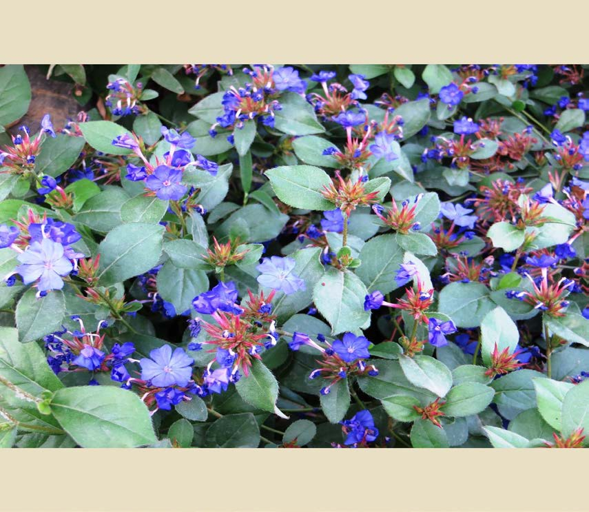 Κερατόστιγμα(Ceratostigma plumbaginoides - Plumbaginaceae) ΓΕΝΙΚΑ: Κατάγεται από τη Δυτική Κίνα. Είναι αειθαλές φυτό.