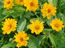 Τα είδη που καλλιεργούνται, είναι νάνες, μέτριες και ψηλές ποικιλίες που φέρουν κίτρινα άνθη με καφετιές, πορφυρές ή κοκκινωπές κηλίδες, καθώς και ποικιλίες με ροζ, λευκά κόκκινα και δίχρωμα άνθη.