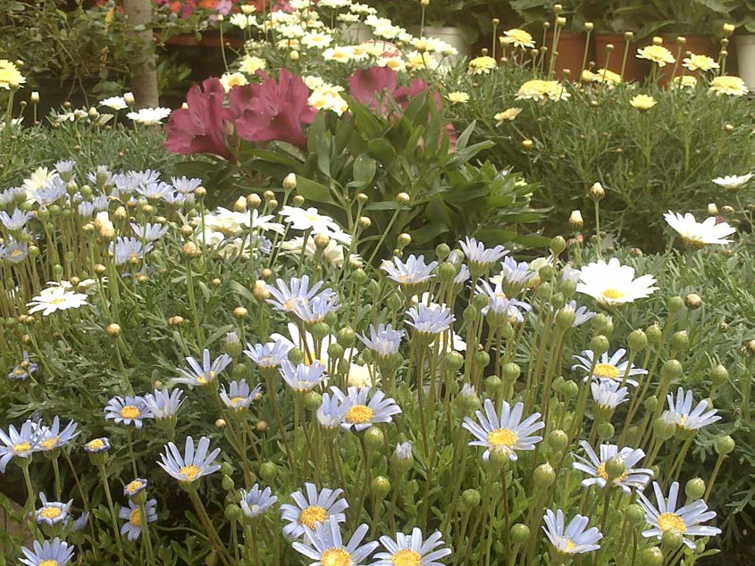 Φελίτσια (Felicia amelloides-asteraceae ) ΓΕΝΙΚΑ: Κατάγεται από τη Νότια Αφρική. Είναι πολυετής αειθαλής πόα με ημιξυλώδεις βλαστούς και επιμήκη ωοειδή φύλλα, ελαφρά σαρκώδη και σκουροπράσινα.