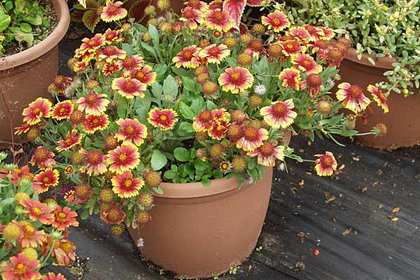 Γκαϊλάρδια (Gaillardia grandiflora-asteraceae) ΓΕΝΙΚΑ: Κατάγεται από τη βόρεια και Νότια Αμερική. Τα φύλλα του φυτού είναι μικρά και σκούρα πράσινα και είναι τοποθετημένα αντίθετα πάνω στους βλαστούς.