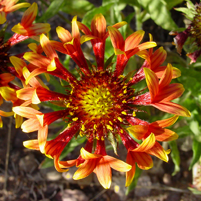Εικόνα 58. Αριστερά Gaillardia grandiflora 'Fanfare'.- Δεξιά: Gaillardia x grandiflora 'Arizona Sun'.