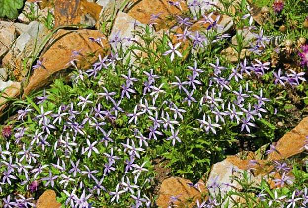 Λορέντια (Laurentia axillaris - Campanulaceae) ΓΕΝΙΚΑ: Κατάγεται από τη Αυστραλία. Είναι ποώδες φυτό μέσου ύψους που φέρει όρθια διακλαδισμένα στελέχη με αστεροειδή άνθη σε μπλε-μωβ χρώμα.