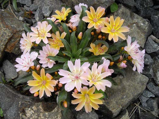 Λεβίσια (Lewisia sp.-portulacaceae) ΓΕΝΙΚΑ: Κατάγεται από την Καλιφόρνια. Είναι σπάνιο ανθοφόρο φυτό χαμηλού ύψους.
