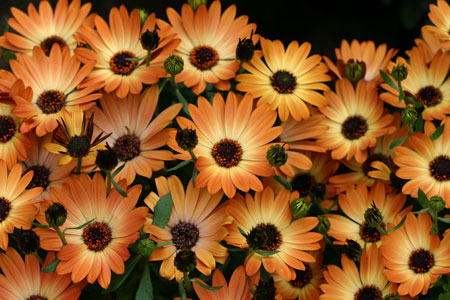 Oστεόσπερμο (Osteospermum sp-asteraceae) ΓΕΝΙΚΑ: Κατάγεται από την Αφρική. Είναι ποώδες φυτό με έρπουσα ή ορθοκλαδή ανάπτυξη. Τα σκουροπράσινα φύλλα του είναι αντίθετα, ωοειδή και οδοντωτά με τρίχες.