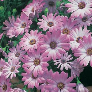 Χρώμα ανθέων: Η χρωματική ποικιλία που καλύπτει διευρύνεται από το λευκό και το κίτρινο έως το λιλά και το μωβ, με κορυφαίο σε ομορφιά το ροζ. Επίσης φέρει άνθη με διχρωμίες. Εικόνα 84. O.
