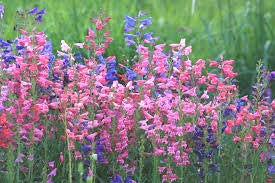 Πένστεμον (Penstemon sp.-plantaginaceae) ΓΕΝΙΚΑ: Κατάγεται από την Βόρεια Αμερική. Είναι πολυετές και ημι-αειθαλές ορθόκλαδο φυτό μέσου ύψους. Τα φύλλα του είναι στενά και σαρκώδη.