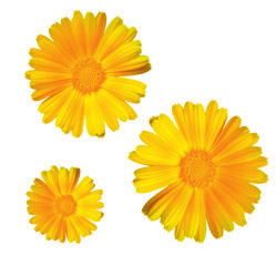 CREMĂ SPUMĂ CONCENTRATĂ CU CAROTEN, 125 ml Tip de ten: ten deshidratat superficial și în profunzime, predispus la seboree solzoasă Efecte: hidratant, vitaminizant, revitalizant, regenerant, nutritiv,