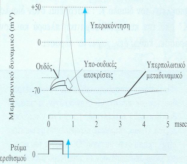 Δυναμικά