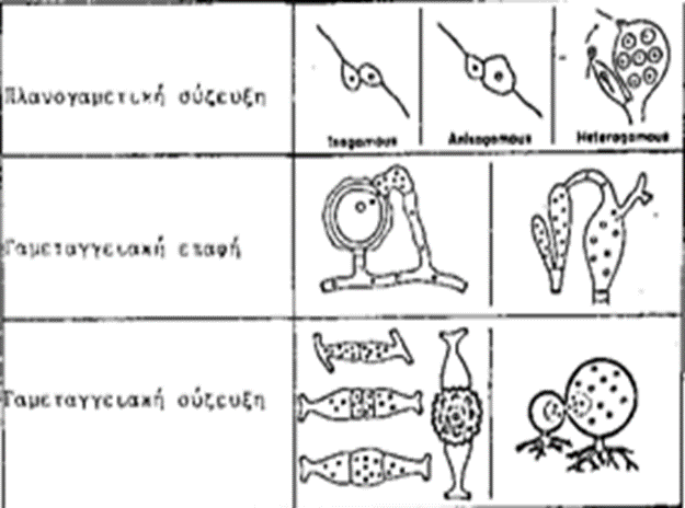 ΕΓΓΕΝΗΣ ΑΝΑΠΑΡΑΓΩΓΗ: ΠΛΑΣΜΟΓΑΜΙΑ-ΤΥΠΟΙ Πλανογαμετική σύζευξη Πλανογαμέτες, μονοκύτταροι γαμέτες με αυτόνομη κίνηση, παράγονται από γαμετάγγεια