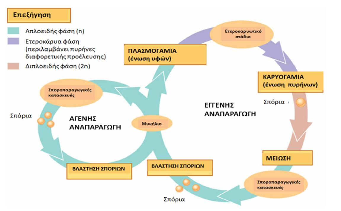 ΓΕΝΙΚΕΥΜΕΝΟ ΣΧΗΜΑ