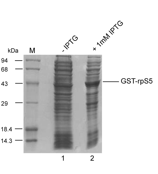 Σχήµα Γ.4. SDS- ηλεκτροφόρηση των ολικών εκχυλισµάτων κυττάρων E.coli BL21(DE3) µετασχηµατισµένων µε pgex-2t-rps5. Κύτταρα E.