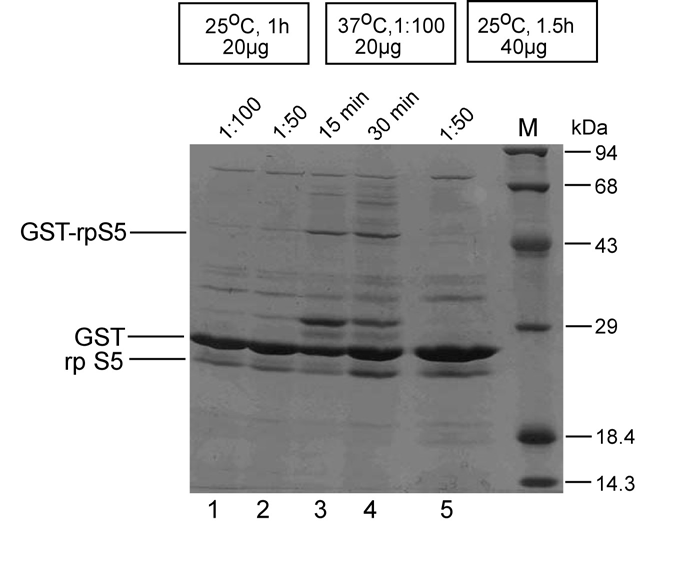 Σχήµα Γ.7. SDS-ηλεκτροφόρηση της GST-rpS5 µετά από πέψη µε θροµβίνη σε διαφορετικές συνθήκες.
