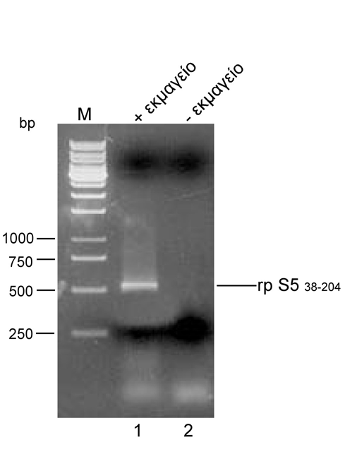 Σχήµα Γ.10. Ηλεκτροφορητική ανάλυση σε πηκτή αγαρόζης των αντιδράσεων PCR για την αποµόνωση του cdna της rps5 που κωδικοποιεί τα αµινοξέα 38-204. Ανάλυση προϊόντων σε πηκτή αγαρόζης 1% w/v.