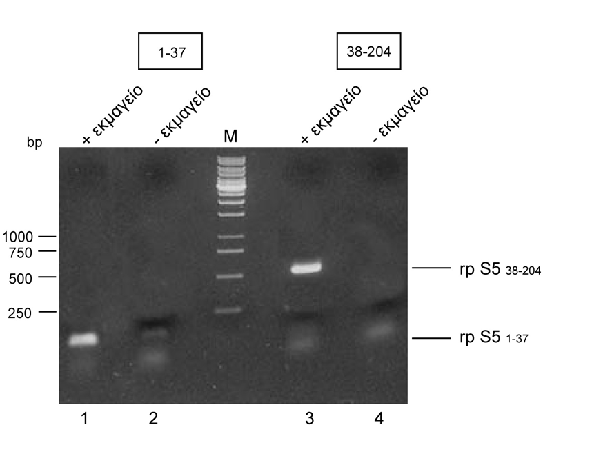 πρώτα αµινοξέα, σχεδιάστηκαν κατάλληλοι εκκινητές προκειµένου να κλωνοποιηθούν στον πλασµιδιακό φορέα pgex-2t οι περιοχές του γονιδίου της rps5 που κωδικοποιούν τα αµινοξέα 1-37 και 38-204, να