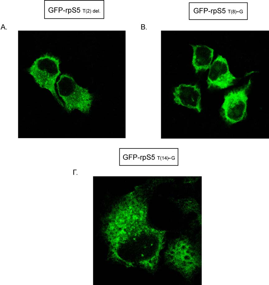 Σχήµα Γ.18. Φωτογραφίες από µικροσκόπιο συνεστίασης. Κύτταρα Hela, επιµολύνθηκαν παροδικά µε τα ανασυνδυασµένα πλασµίδια µε τη µέθοδο της λιποφεκταµίνης.