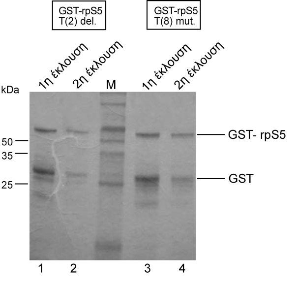 Ο µετασχηµατισµός των επιδεκτικών κυττάρων E.coli BL21(DE3) µε τα ανασυνδυασµένα πλασµίδια pgex-2τ-rps5 T(2)del., T(8)mut., έγινε σύµφωνα µε την τεχνική που περιγράφεται στην παράγραφο Β.2.20.