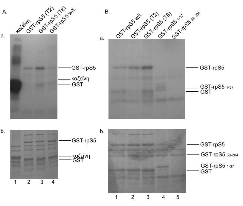 Γ.1.13.2. In vitro φωσφορυλίωση της GST-rpS5 T(2)del. και T(8)mut. από την κινάση της καζεΐνης II (CKII) Μετά την παραγωγή και αποµόνωση της πρωτεΐνης GST-rpS5 Τ(2)del.