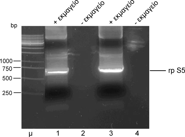 . Σχήµα Γ.21. Ηλεκτροφορητική ανάλυση σε πηκτή αγαρόζης των αντιδράσεων PCR για την αποµόνωση του πλήρους µεγέθους cdna της rps5. Ανάλυση προϊόντων σε πηκτή αγαρόζης 1% w/v.
