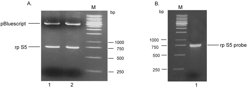 Σχήµα Γ.22. Ηλεκτροφορητική ανάλυση και αποµόνωση του DNA τµήµατος που αντιστοιχεί στο cdna της rps5 και χρησιµοποιήθηκε για τον υβριδισµό των µεµβρανών στην ανάλυση κατά Northern.