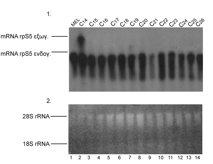 Σχήµα Γ.23. Αυτοραδιογραφία µετά από Northern ανάλυση για την επιλογή των MEL κλώνων µε τον ανασυνδυασµένο πλασµιδιακό φορέα pcdna-3.1-rps5.