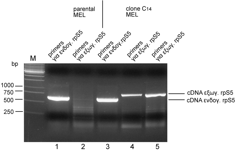 Γ.2.5. Επιβεβαίωση της ύπαρξης του θετικού κλώνου C14 µε την τεχνική της Αντίστροφης Τρανσκριπτάσης PCR (RT-PCR) Στην παράγραφο Γ.2.4, επιβεβαιώθηκε, µε Northern ανάλυση, η ύπαρξη ενός θετικού κλώνου, του C14, ο οποίος εκφράζει δυο µετάγραφα του γονιδίου της rps5.