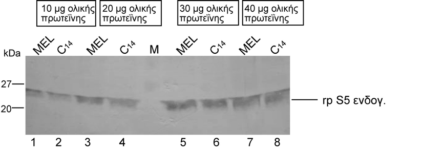 Γ.2.7. Ανίχνευση της rps5 πρωτεΐνης στον κλώνο MEL-rpS5 C14, που είναι κύτταρα µόνιµα επιµολυσµένα µε τον ανασυνδυασµένο πλασµιδιακό φορέα pcdna-3.