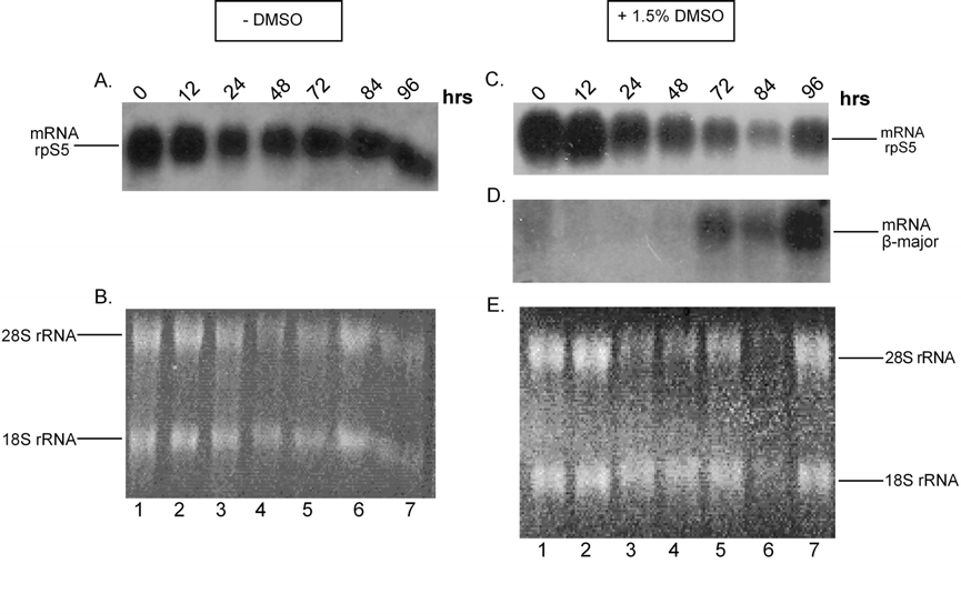 Σχήµα Γ.37. Κινητική συσσώρευσης του mrna της rps5 και του mrna της β major αλυσίδας της αιµοσφαιρίνης, σε κύτταρα MEL mock, απουσία και παρουσία 1.5% v/v DMSO.