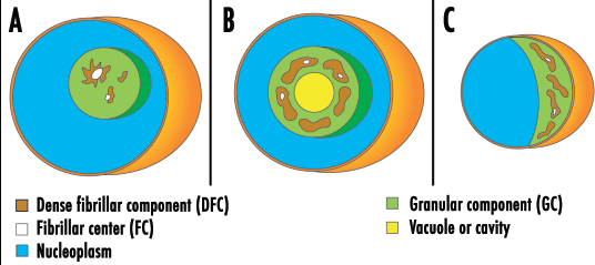 (Shaw et al., 2005) Σχήµα Α.3. ιαγραµµατική αναπαράσταση πυρηνίσκων, όπως φαίνονται µε ηλεκτρονικό µικροσκόπιο. Α. Ανθρώπινο κύτταρο καλλιέργειας, (HeLa). Β. Φυτικό κύτταρο, (Pisum sativum root). Γ.