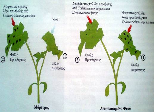 Τεχνική βιολογικής διέγερσης της ανοσοποίησης των φυτών (2) Ενδιάμεση διάρκεια περιόδου διέγερσης (1 3 ημέρες) και χρήση μικρότερο αριθμού σταγόνων αιωρήματος κονιδίων προκαλούν ενδιάμεσου