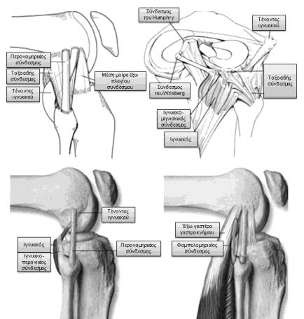 Flandry, F. and G. Hommel (2011). "Normal anatomy and biomechanics of the knee.