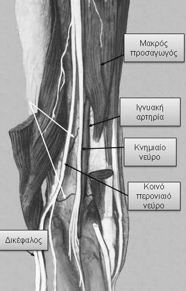 "Posterior Compartment of the Thigh." The anatomy lesson. from http://home.comcast.