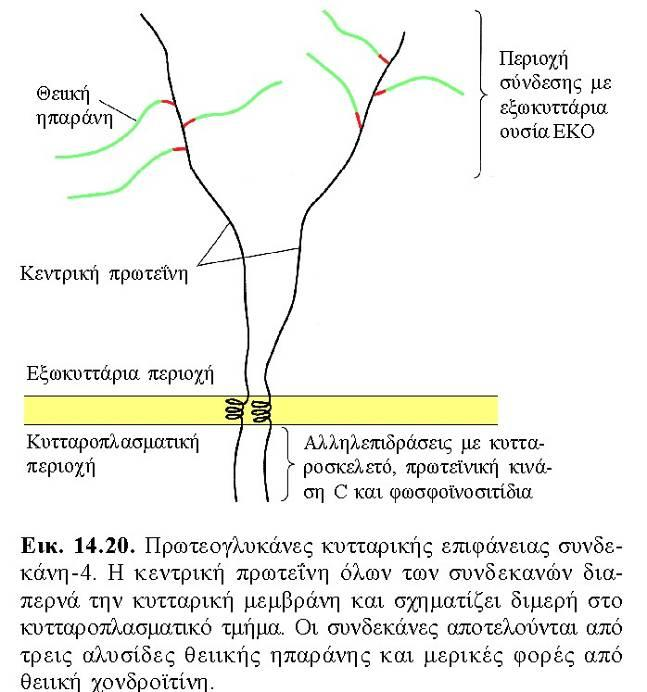 ΓΛΥΚΟΖΑΜΙΝΟΓΛΥΚΑΝΕΣ ΚΑΙ ΠΡΩΤΕΟΓΛΥΚΑΝΕΣ ΠΡΩΤΕΟΓΛΥΚΑΝΕΣ ΠΓ Κυτταρικής