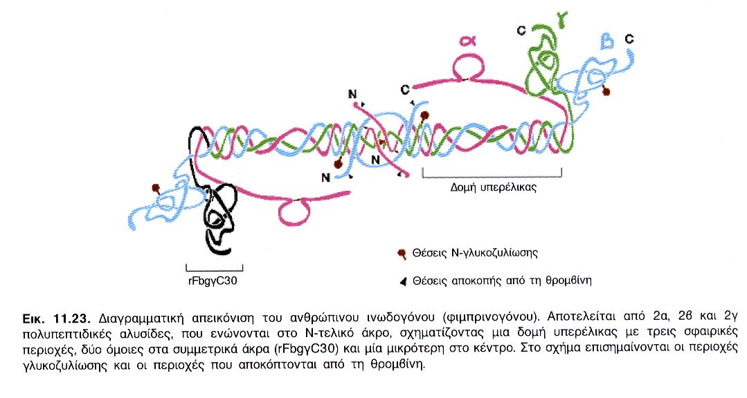 Ινωδογόνο (fibrinogen)