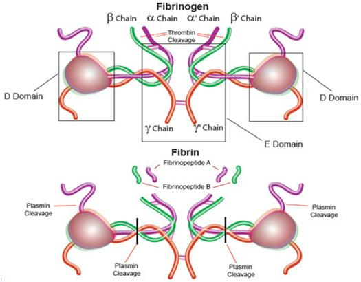 Ινωδογόνο (fibrinogen) ΠΡΩΤΕΙΝΕΣ ΕΚΟ