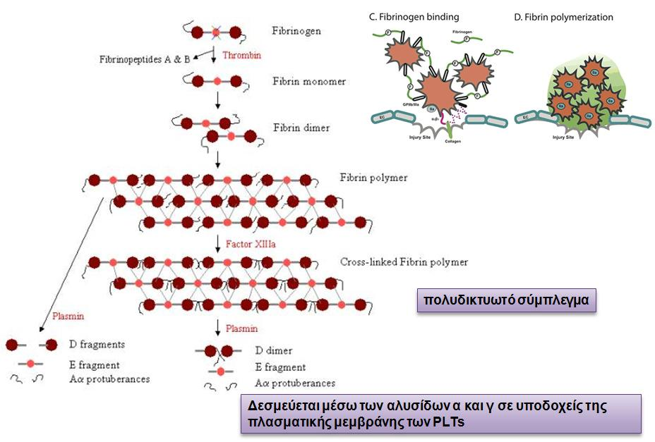 Ινωδογόνο (fibrinogen)