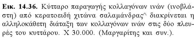 τοπογραφικές παραμέτρους της υπερμοριακής συγκρότησης της ΕΚΟ Πχ. Οι ίνες κολλαγόνου πολλές φορές έχουν ιστο-ειδική σύνθεση, διάμετρο και προσανατολισμό.