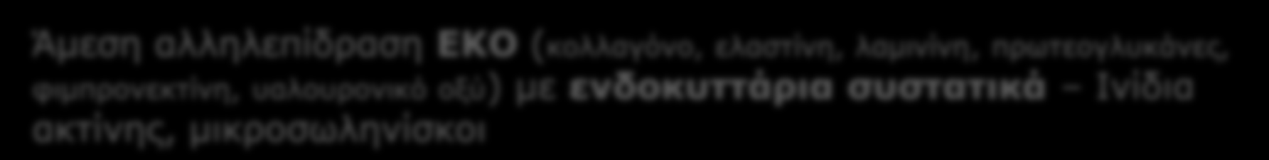 ινιδίων του κυτταρικού σκελετού και ιδιαίτερα της ακτίνης Διάσπαση σκελετού ακτίνης με κυτοχαλασίνη αποδιοργάνωση ΕΚΟ Ινοβλάστες