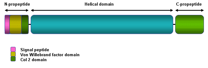 molecules containing amino and carboxy-terminal propeptides The central triple
