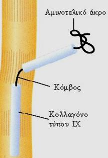 δομή τριπλής έλικας: 2 τριπλές έλικες και κόμβος ΙΙ: Μικρότερης διαμέτρου ινίδια vs.
